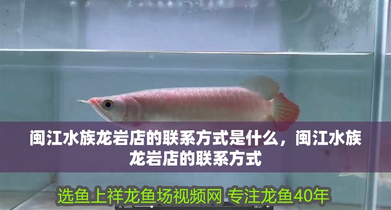 閩江水族龍巖店的聯系方式是什么，閩江水族龍巖店的聯系方式