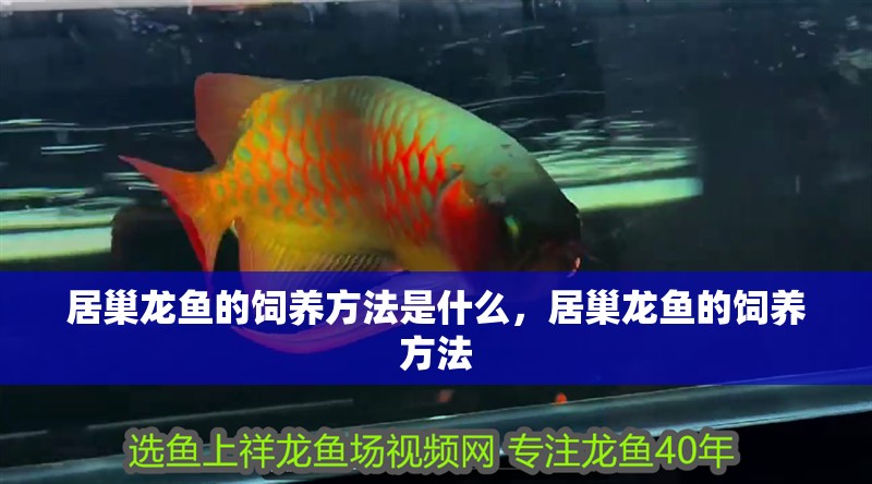 <strong><mark>居巢</mark></strong>龍魚的飼養方法是什么，<strong><mark>居巢</mark></strong>龍魚的飼養方法