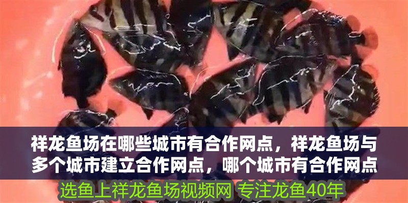 祥龍魚場在哪些城市有<strong><mark>合作</mark></strong>網(wǎng)點(diǎn)，祥龍魚場與多個城市建立<strong><mark>合作</mark></strong>網(wǎng)點(diǎn)，哪個城市有<strong><mark>合作</mark></strong>網(wǎng)點(diǎn)