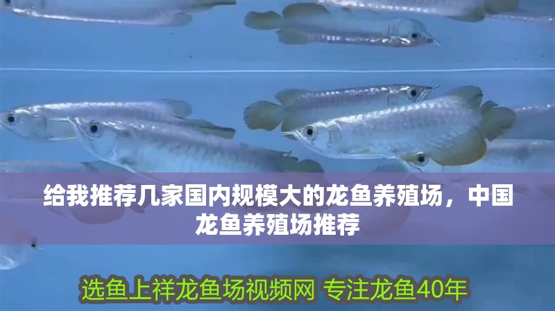 給我推薦幾家國內規模大的龍魚養殖場，中國龍魚養殖場推薦