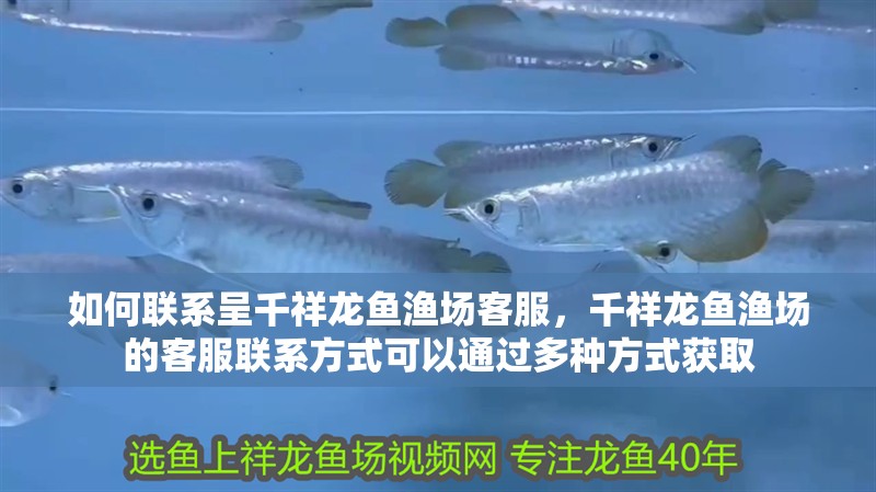 如何聯系呈千祥龍魚漁場客服，千祥龍魚漁場的客服聯系方式可以通過多種方式獲取