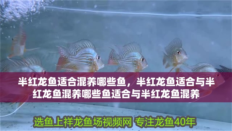 半紅龍魚適合混養哪些魚，半紅龍魚適合與半紅龍魚混養哪些魚適合與半紅龍魚混養