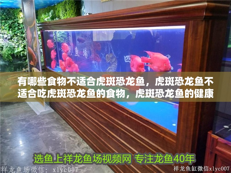 有哪些食物不適合虎斑恐龍魚，虎斑恐龍魚不適合吃虎斑恐龍魚的食物，虎斑恐龍魚的健康不利