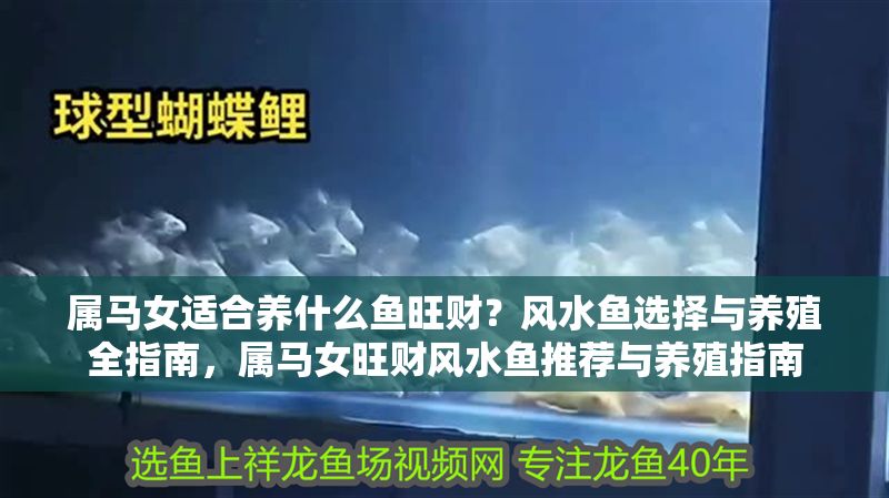 屬馬女適合養(yǎng)什么魚旺財(cái)？風(fēng)水魚選擇與養(yǎng)殖全指南，屬馬女旺財(cái)風(fēng)水魚推薦與養(yǎng)殖指南