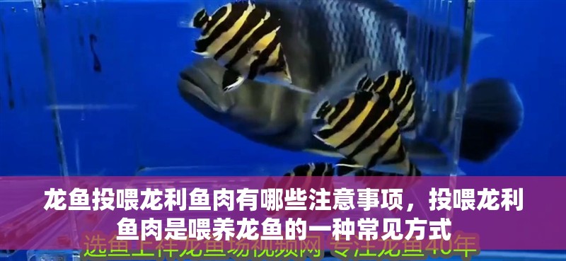 龍魚投喂龍利魚肉有哪些注意事項，投喂龍利魚肉是喂養龍魚的一種常見方式
