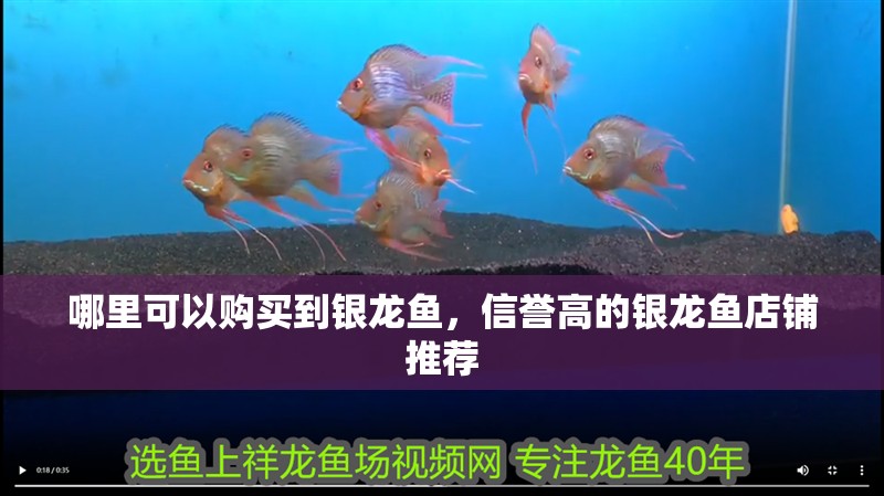 哪里可以購買到銀龍魚，信譽高的銀龍魚店鋪推薦