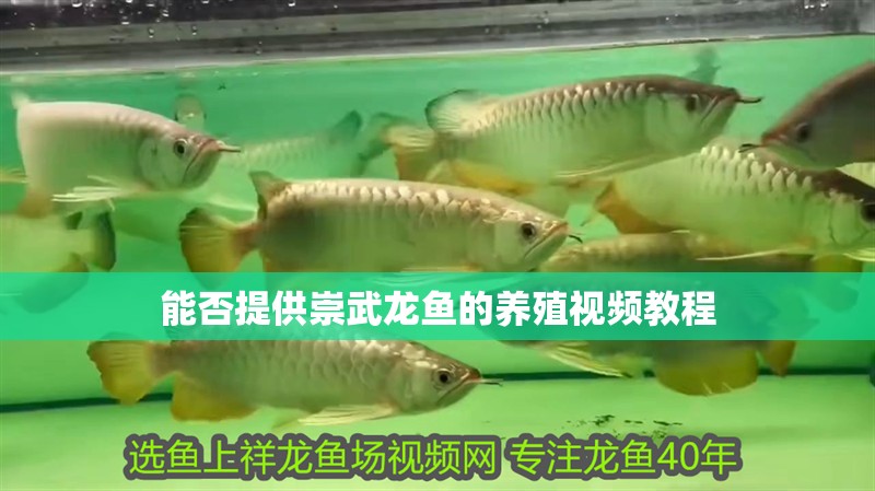 能否提供崇武龍魚的養(yǎng)殖視頻教程