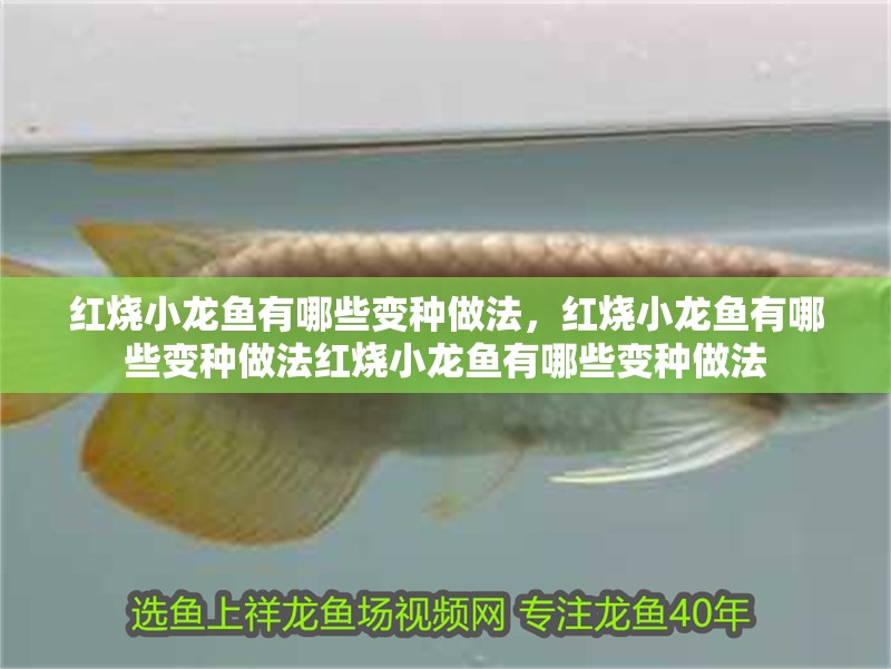 魚缸過濾器選購指南:自制魚缸過濾器魚缸上置過濾器對于養魚愛好者的必備知識 紅燒小龍魚有哪些變種做法,紅燒小龍魚有哪些變種做法紅燒小龍魚有哪些變種做法 龍魚百科 紅燒小龍魚有哪些變種做法,紅燒小龍魚有哪些變種做法紅燒小龍魚有哪些變種做法 紅燒小龍魚有哪些變種做法,紅燒小龍魚有哪些變種做法紅燒小龍魚有哪些變種做法 龍魚百科