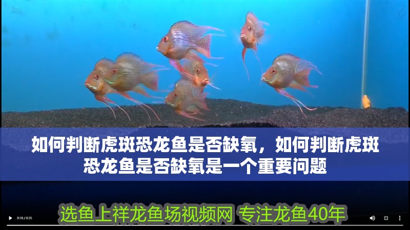 如何判斷虎斑恐龍魚是否缺氧，如何判斷虎斑恐龍魚是否缺氧是一個重要問題