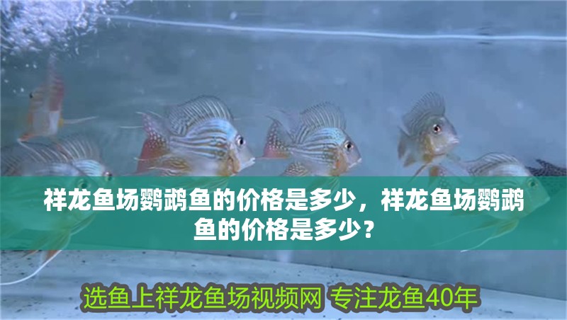祥龍魚場鸚鵡魚的價格是多少，祥龍魚場鸚鵡魚的價格是多少？