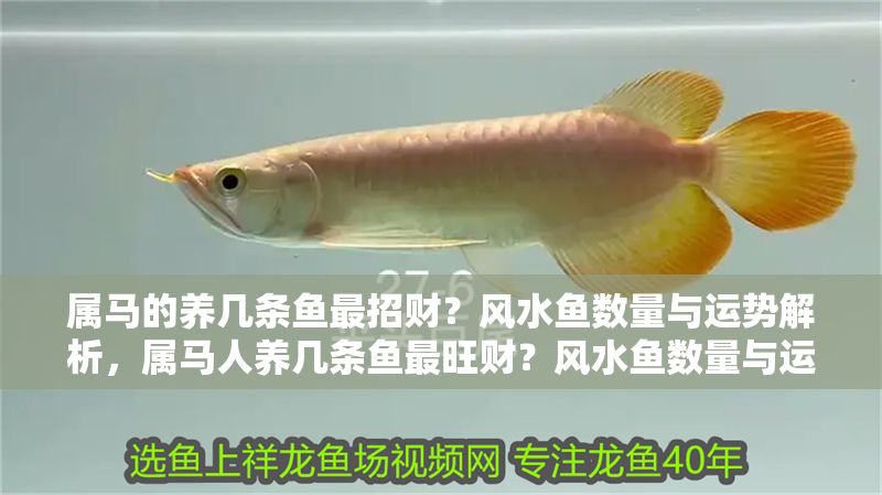 屬馬的養(yǎng)幾條魚最招財？風(fēng)水魚數(shù)量與運勢解析，屬馬人養(yǎng)幾條魚最旺財？風(fēng)水魚數(shù)量與運勢全解析