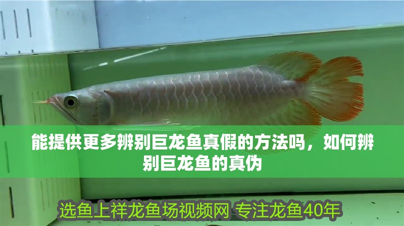 能提供更多辨別巨龍魚真假的方法嗎，如何辨別巨龍魚的真偽