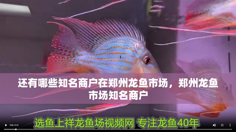還有哪些知名商戶在鄭州龍魚市場，鄭州龍魚市場知名商戶 還有哪些知名商戶在鄭州龍魚市場，鄭州龍魚市場知名商戶 龍魚百科
