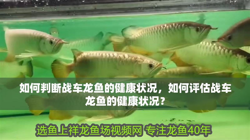 如何判斷戰(zhàn)車龍魚的健康狀況，如何評估戰(zhàn)車龍魚的健康狀況？
