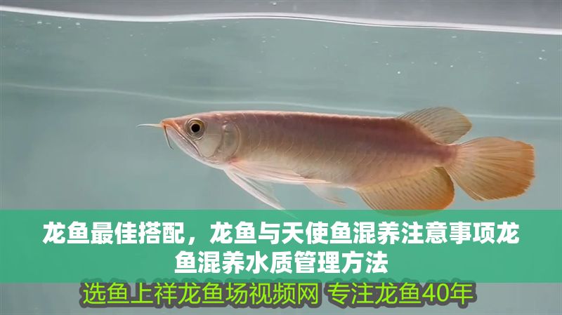 龍魚最佳搭配，龍魚與天使魚混養注意事項龍魚混養水質管理方法