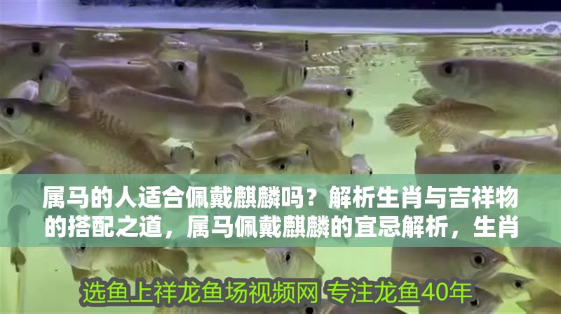 屬馬的人適合佩戴麒麟嗎？解析生肖與吉祥物的搭配之道，屬馬佩戴麒麟的宜忌解析，生肖與吉祥物的最佳搭配指南