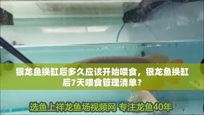 銀龍魚換缸后多久應該開始喂食，銀龍魚換缸后7天喂食管理清單？