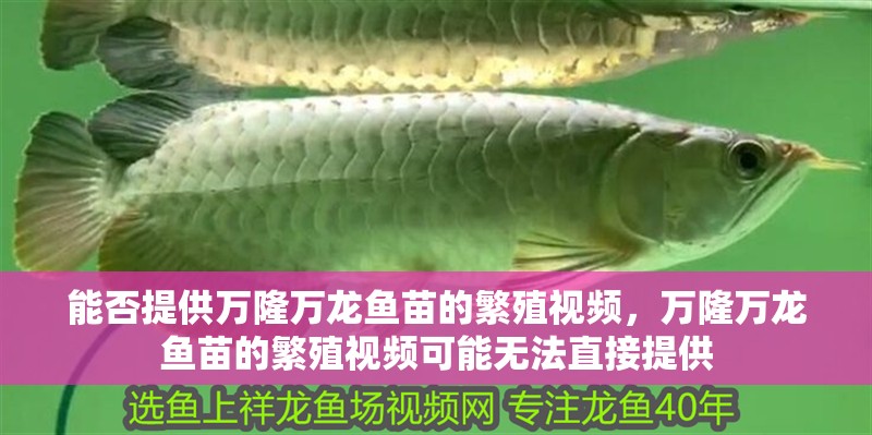 能否提供萬隆萬龍魚苗的繁殖視頻，萬隆萬龍魚苗的繁殖視頻可能無法直接提供