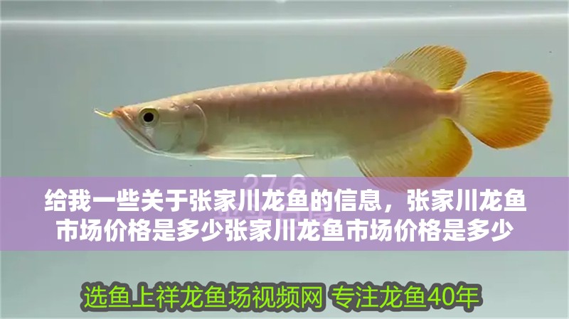 給我一些關(guān)于張家川龍魚的信息，張家川龍魚市場(chǎng)價(jià)格是多少?gòu)埣掖堲~市場(chǎng)價(jià)格是多少 給我一些關(guān)于張家川龍魚的信息，張家川龍魚市場(chǎng)價(jià)格是多少?gòu)埣掖堲~市場(chǎng)價(jià)格是多少 龍魚百科