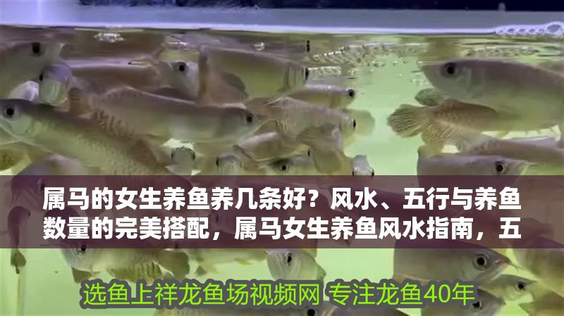 屬馬的女生養(yǎng)魚養(yǎng)幾條好?風(fēng)水、五行與養(yǎng)魚數(shù)量的完美搭配,屬馬女生養(yǎng)魚風(fēng)水指南,五行與最佳養(yǎng)魚數(shù)量解析 龍魚百科 第1張 屬馬的女生養(yǎng)魚養(yǎng)幾條好?風(fēng)水、五行與養(yǎng)魚數(shù)量的完美搭配,屬馬女生養(yǎng)魚風(fēng)水指南,五行與最佳養(yǎng)魚數(shù)量解析 屬馬的女生養(yǎng)魚養(yǎng)幾條好?風(fēng)水、五行與養(yǎng)魚數(shù)量的完美搭配,屬馬女生養(yǎng)魚風(fēng)水指南,五行與最佳養(yǎng)魚數(shù)量解析 龍魚百科 第1張