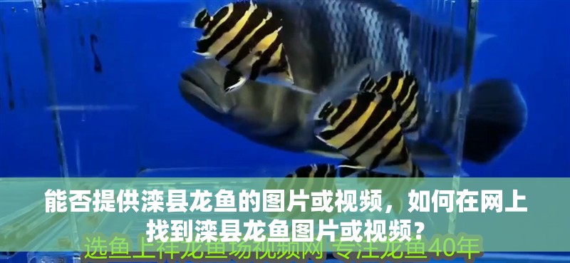 能否提供灤縣龍魚的圖片或視頻，如何在網(wǎng)上找到灤縣龍魚圖片或視頻？