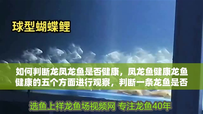 如何判斷龍鳳龍魚是否健康，鳳龍魚健康龍魚健康的五個方面進行觀察，判斷一條龍魚是否健康