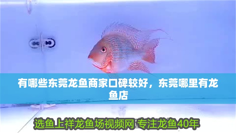 有哪些東莞龍魚商家口碑較好，東莞哪里有龍魚店