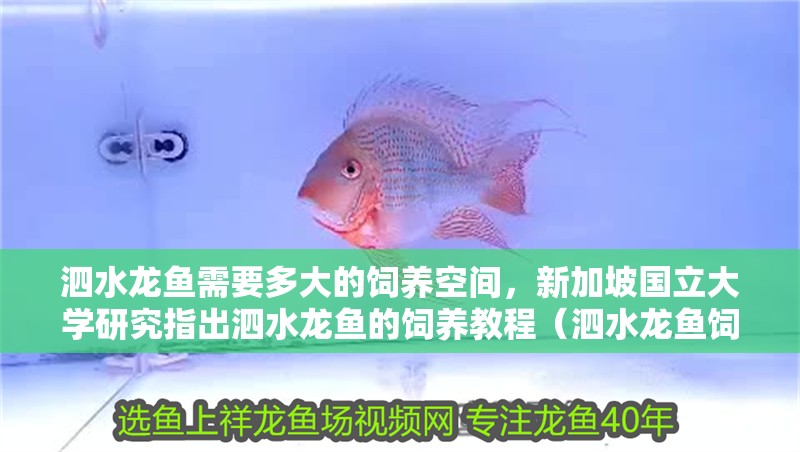泗水龍魚需要多大的飼養空間，新加坡國立大學研究指出泗水龍魚的飼養教程（泗水龍魚飼養教程）
