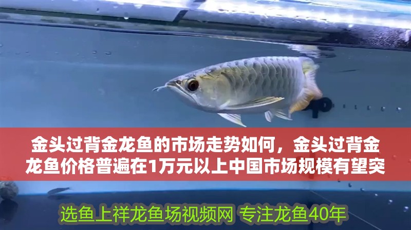 金頭過背金龍魚的市場走勢如何，金頭過背金龍魚價格普遍在1萬元以上中國市場規模有望突破20億