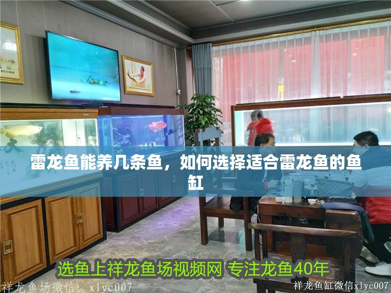 雷龍魚能養(yǎng)幾條魚，如何選擇適合雷龍魚的魚缸