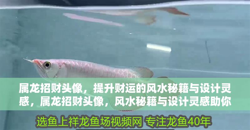 屬龍招財(cái)頭像，提升財(cái)運(yùn)的風(fēng)水秘籍與設(shè)計(jì)靈感，屬龍招財(cái)頭像，風(fēng)水秘籍與設(shè)計(jì)靈感助你財(cái)運(yùn)亨通