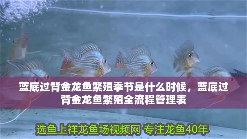 藍底過背金龍魚繁殖季節是什么時候，藍底過背金龍魚繁殖全流程管理表