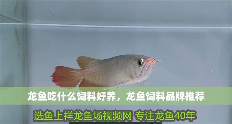 龍魚吃什么飼料好養，龍魚飼料品牌推薦