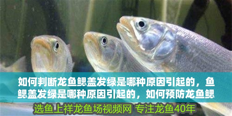 如何判斷龍魚鰓蓋發綠是哪種原因引起的，魚鰓蓋發綠是哪種原因引起的，如何預防龍魚鰓蓋發綠
