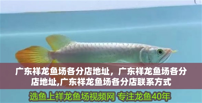 廣東祥龍魚場各分店地址，廣東祥龍魚場各分店地址,廣東祥龍魚場各分店聯系方式