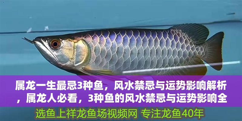 屬龍一生最忌3種魚，風水禁忌與運勢影響解析，屬龍人必看，3種魚的風水禁忌與運勢影響全解析