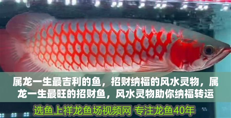 屬龍一生最吉利的魚，招財納福的風水靈物，屬龍一生最旺的招財魚，風水靈物助你納福轉運 屬龍一生最吉利的魚，招財納福的風水靈物，屬龍一生最旺的招財魚，風水靈物助你納福轉運 龍魚百科 第1張