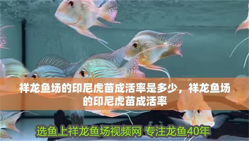 祥龍魚場的印尼虎苗成活率是多少，祥龍魚場的印尼虎苗成活率