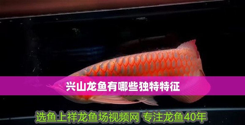興山龍魚有哪些獨(dú)特特征