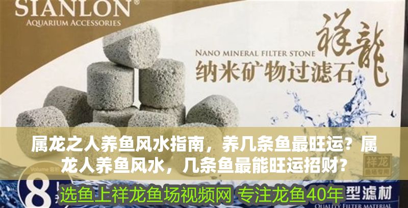 屬龍之人養魚風水指南，養幾條魚最旺運？屬龍人養魚風水，幾條魚最能旺運招財？