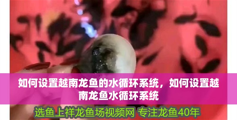 如何設置越南龍魚的水循環系統，如何設置越南龍魚水循環系統
