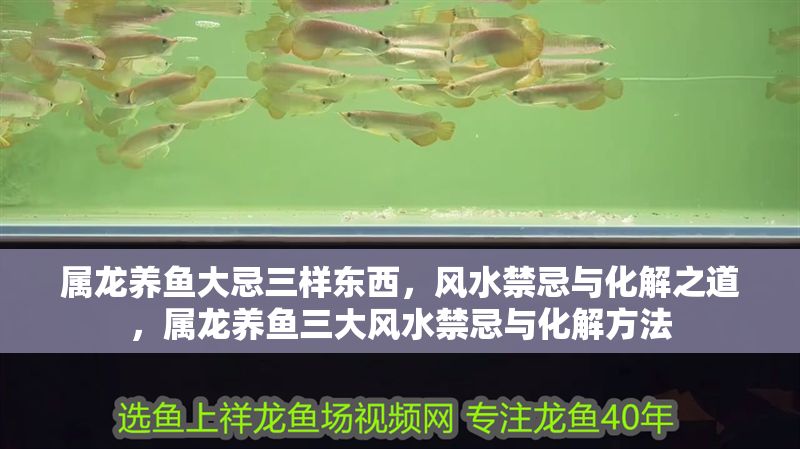屬龍養魚大忌三樣東西，風水禁忌與化解之道，屬龍養魚三大風水禁忌與化解方法