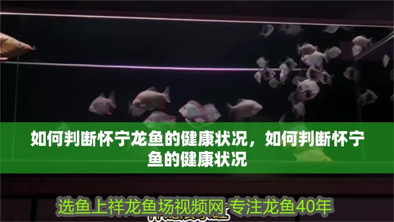 如何判斷懷寧龍魚的健康狀況，如何判斷懷寧魚的健康狀況