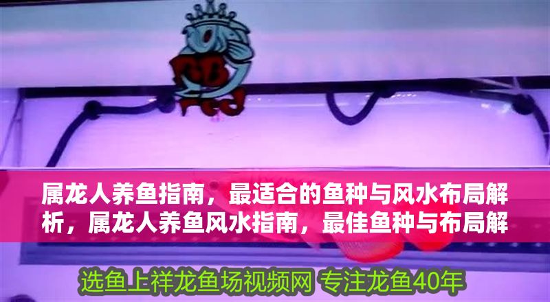 屬龍人養魚指南，最適合的魚種與風水布局解析，屬龍人養魚風水指南，最佳魚種與布局解析