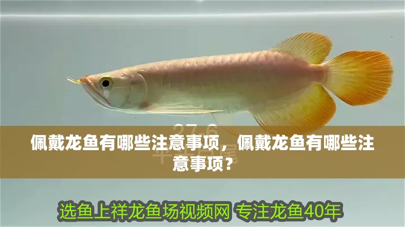 佩戴龍魚有哪些注意事項，佩戴龍魚有哪些注意事項？