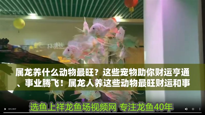 屬龍養什么動物最旺？這些寵物助你財運亨通、事業騰飛！屬龍人養這些動物最旺財運和事業！