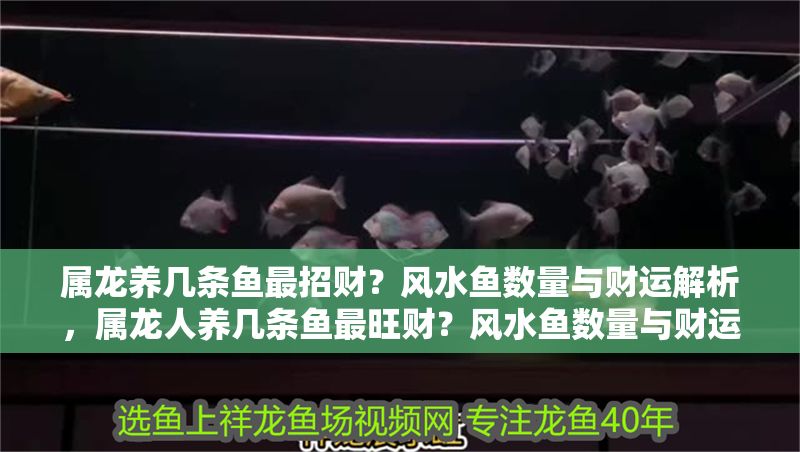 屬龍養(yǎng)幾條魚最招財？風(fēng)水魚數(shù)量與財運解析，屬龍人養(yǎng)幾條魚最旺財？風(fēng)水魚數(shù)量與財運關(guān)系詳解