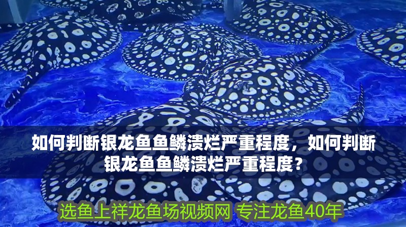 如何判斷銀龍魚魚鱗潰爛嚴重程度，如何判斷銀龍魚魚鱗潰爛嚴重程度？ 如何判斷銀龍魚魚鱗潰爛嚴重程度，如何判斷銀龍魚魚鱗潰爛嚴重程度？ 龍魚百科