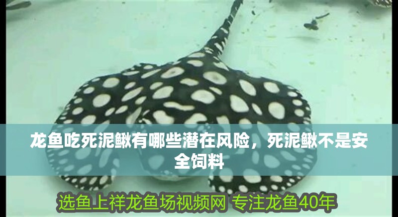龍魚吃死泥鰍有哪些潛在風險，死泥鰍不是安全飼料