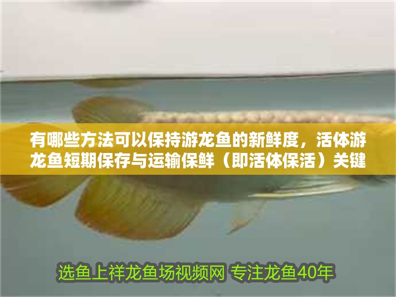 有哪些方法可以保持游龍魚(yú)的新鮮度，活體游龍魚(yú)短期保存與運(yùn)輸保鮮（即活體保活）關(guān)鍵四法
